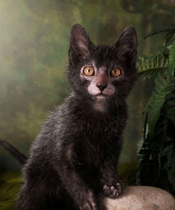 Mèo sói Lykoi hay mèo sói