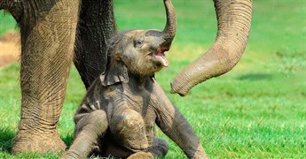 Video: Khoảnh khắc hiếm hoi voi mẹ sinh con