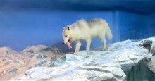 Sói Bắc Cực nhân bản đầu tiên trên thế giới ra mắt công chúng