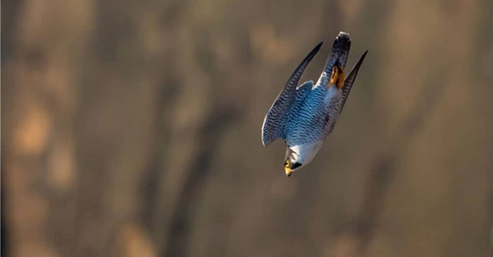 Loài vật bay nhanh nhất thế giới, tốc độ lên tới gần 400 km/h