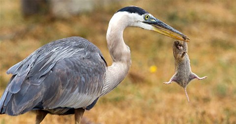 Bị nuốt chửng, sóc chuột giãy giụa trong cổ chim diệc khổng lồ 