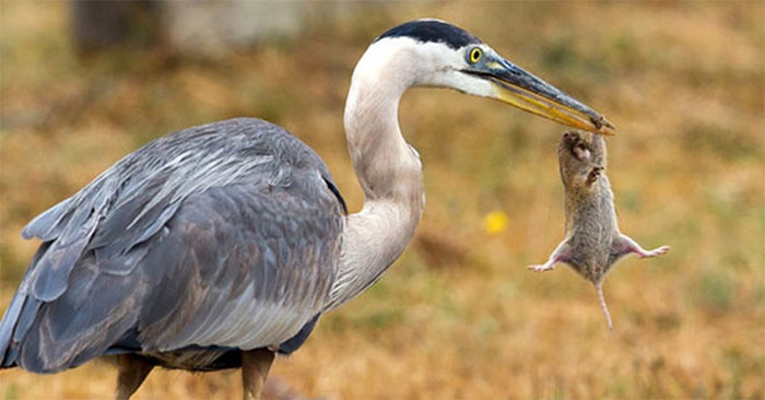 Sóc chuột bị tóm gọn