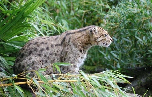 Mèo cá có bộ lông màu xám với nhiều đốm mờ nhỏ,