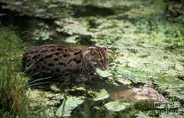 Mèo cá có thể lặn sâu xuống để đuổi bắt con mồi dưới đáy nước 