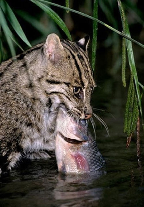 Mèo cá chủ yếu sống trên mặt đất