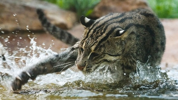 Mèo cá Việt Nam đang được xếp vào nhóm động vật sắp nguy cấp trong Sách Đỏ 