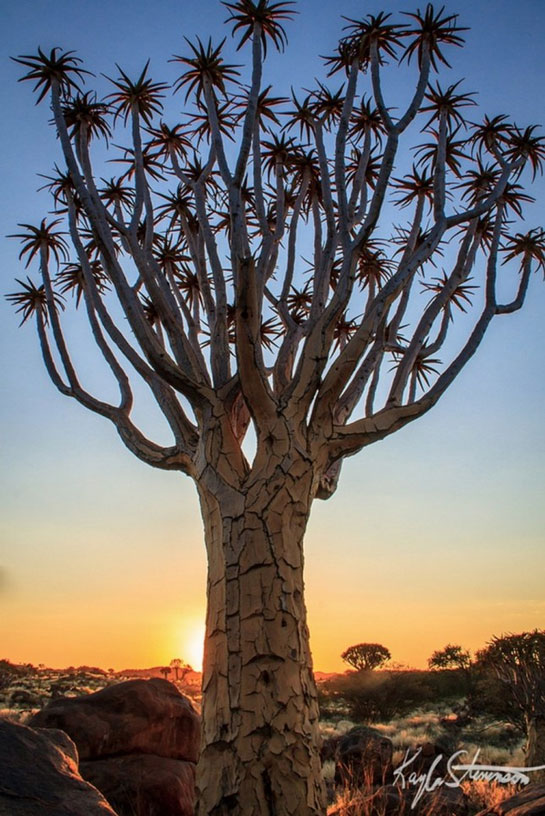 Cây rung động, Namibia có vẻ ngoài hùng vĩ, to lớn nhưng thực tế thân cây lại rỗng, dễ bị tổn thương. Nguồn: Brightside.