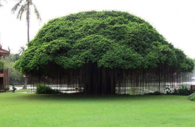 Cây huyết dụ vả Ficus ở Thái Lan có tán xòe rộng và tròn xoe, đặc biệt những sợi tơ của nó rủ xuống trông hệt như một tấm rèm. Nguồn: Brightside.