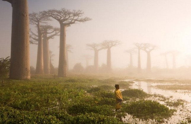 Cây bao báp ở Madagascar khiến nhiều người kinh ngạc vì dáng dấp kỳ lạ của nó, trông giống hệt như bị "trời đày", đầu cắm xuống đất, rễ chổng lên trời. Nguồn: Brightside.