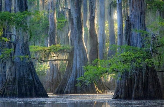 Một trong những loài cây độc đáo nhất thế giới chính là cây bách mọc ở hồ Caddo, bang Texas nước Mỹ. Vẻ đẹp ma mị của chúng khiến khu rừng nổi ở hồ Caddo được mệnh danh là khu rừng bí ẩn nhất thế giới. (Nguồn Brightside)