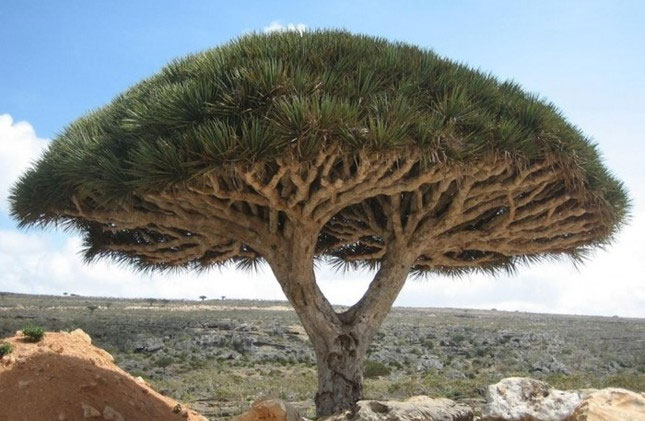 Cây máu rồng ở đảo Socotra với nhựa cây có màu đỏ như máu, chua và hơi nồng. Nhựa của cây có khả năng bồi bổ cơ thể, làm lành da, tăng cường sức đề kháng, điều trị các vết thương thối rữa. Nguồn: Brightside.