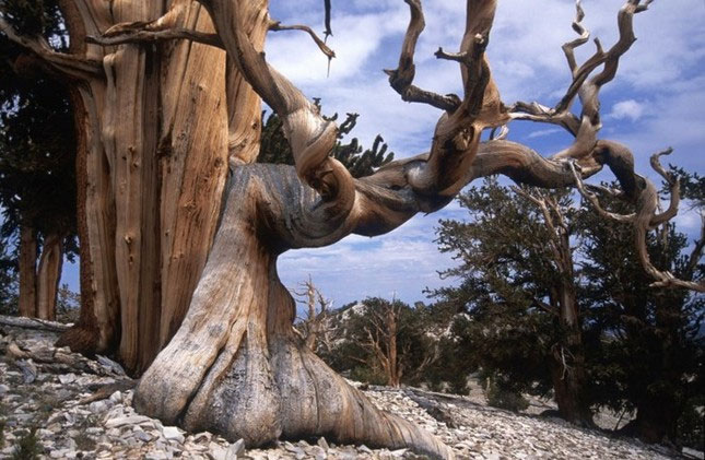 Cây thông Bristlecone là một trong những loài cây lâu đời nhất trên Trái đất với có khả năng sống lâu, thọ ngang cùng trời đất. Chính vì vậy mà chúng còn được gọi là "mộc tinh". Nguồn: Brightside.