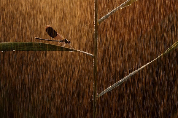 ‘Golden Rain’ - bức ảnh con chuồn chuồn dầm mình trong mưa của nhiếp ảnh gia Norbert Kaszás đến từ Hungary được trao giải Đồng.