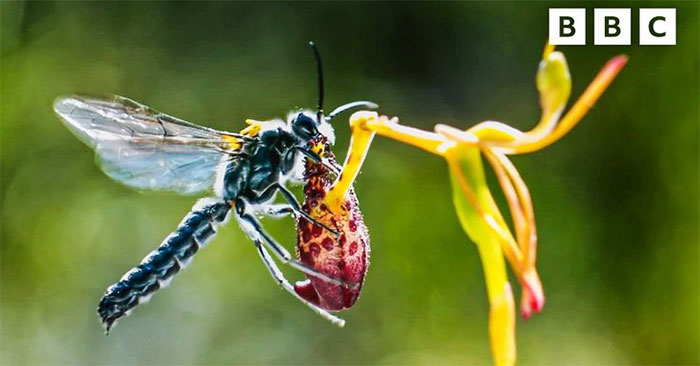 Cây lan búa ngụy trang để 'lừa tình' ong bắp cày