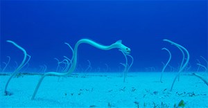 Loài lươn kỳ lạ, cả đời chỉ đứng im một chỗ chờ đồ ăn 'dâng' tận miệng