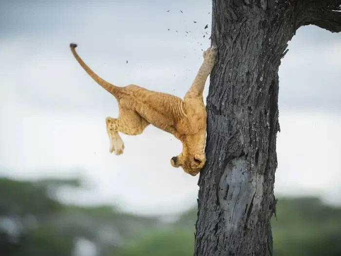 Cú ngã của chú hổ con 3 tháng tuổi chật vật leo cây, rất may là nó không bị làm sao.