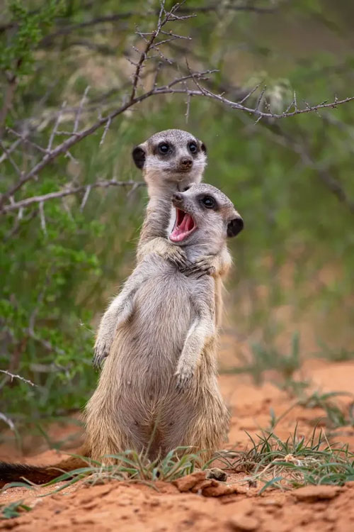 Phút vui đùa của 2 chú cầy meerkat.