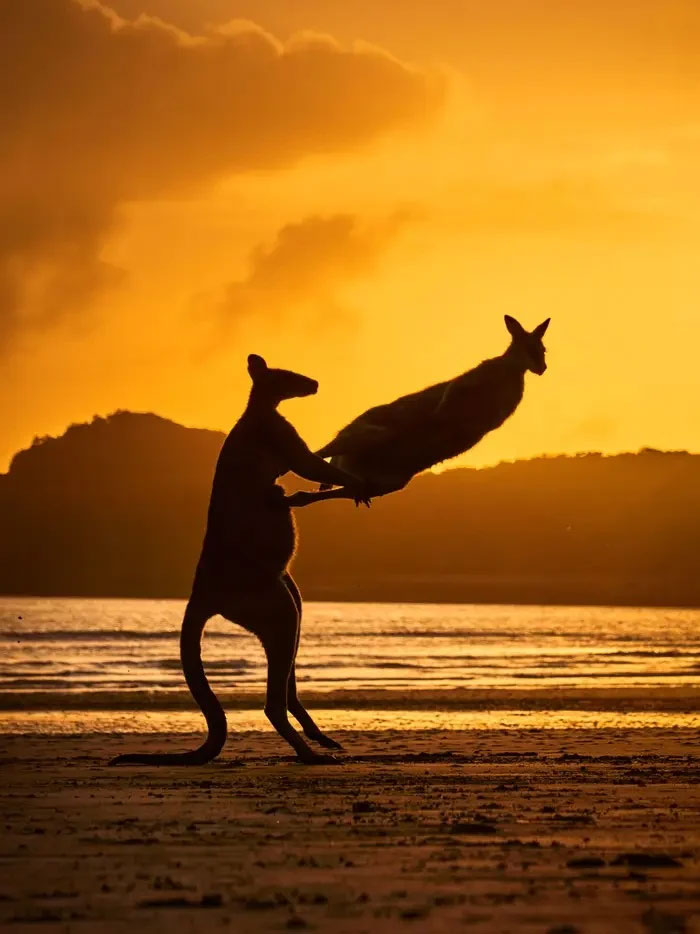 Cảnh tượng thú vị của 2 chú kangaroo trên bãi biển. Không biết chúng đang chơi đùa hay đánh nhau nữa.