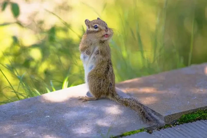 “Lêu lêu”!