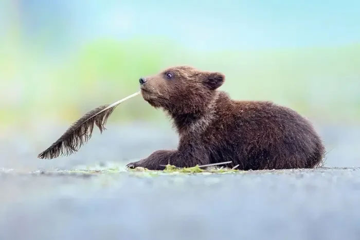 Một phút suy tư của chú gấu nâu.