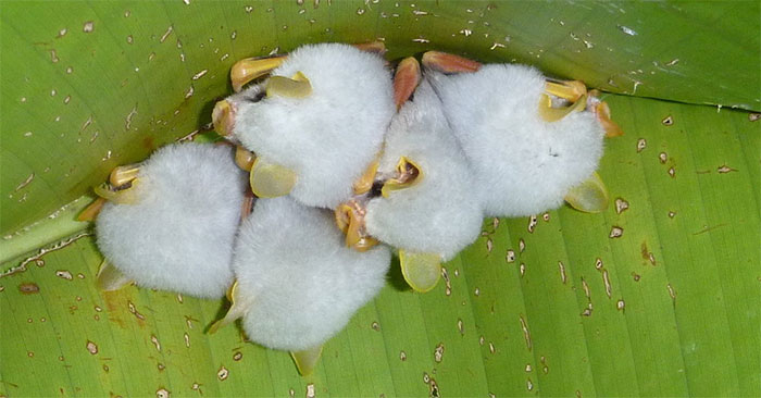 Loài dơi nhỏ bé này sở hữu bộ lông màu trắng, còn tai, mũi và môi có màu vàng trông rất đáng yêu và nổi bật.