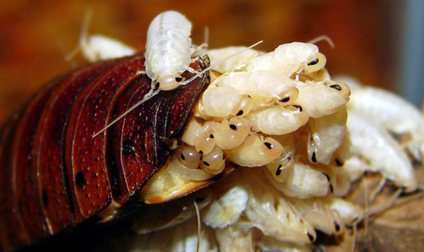 Gián là loài đồng trinh