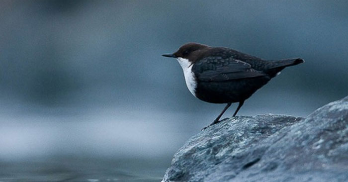 Chim Dipper họng trắng 