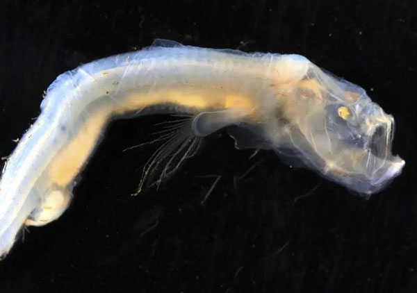 Một con cá thuộc họ Ophidiinae - với lớp da nhão, lỏng lẻo và có vẻ như mắt nó bị mù. Đây có thể là một loài hoàn toàn mới.