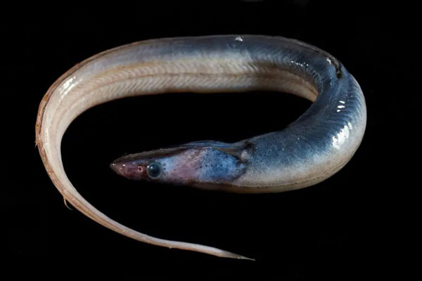 Một loài cá chưa được xác định thuộc họ Cá chình họng xẻ (Synophobranchus).