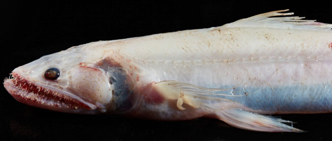 Cá thằn lằn vây cao (Bathysaurus mollis).