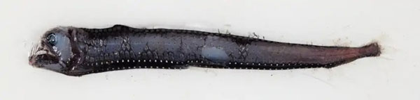 Cá răng lòi hay cá rồng Sloane (Chauliodus sloani) là một loài cá rắn Viper. Cơ thể của chúng có thể phát quang sinh học ở mặt dưới, trong khi đó các vây trên của chúng được dùng để thu hút con mồi.