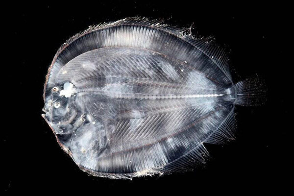 Một con cá dẹt thuộc bộ Cá bơn (Pleuronectiformes) với đặc điểm nổi bật là cả hai mắt ở một bên. Điều này cho phép chúng có thể nằm ngụy trang dưới đáy biển.