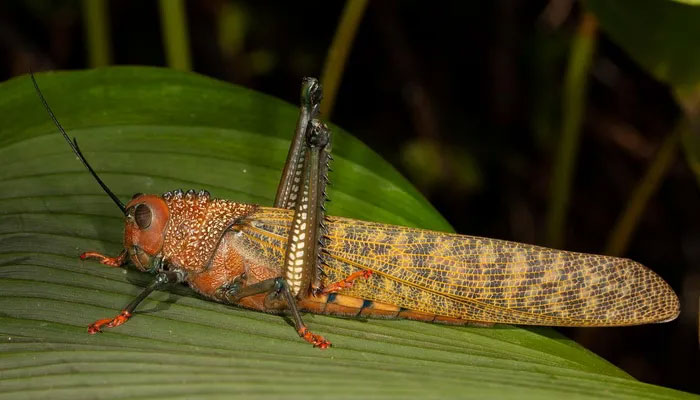 Châu chấu khổng lồ cánh đỏ (Tropidacris cristata), là một loài châu chấu ngủ trong họ Romaleidae. Đây là một loài châu chấu “khổng lồ” với kích thước cơ thể lên tới 14 cm. Loài châu chấu độc đáo này sinh sống ở Trung Mỹ và phía Bắc của Nam Mỹ.