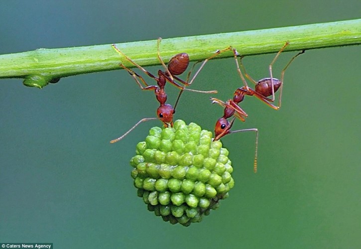 Nếu dựa trên tỷ lệ giữa trọng lượng cơ thể và khối lượng chúng có thể mang thì kiến chính là một trong những loài động vật khỏe nhất hành tinh.