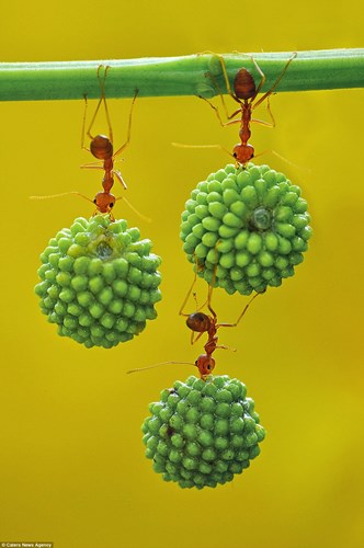 Thậm chí những con kiến đỏ nhỏ bé có thể hình thành cấu trúc như trong ảnh để vận chuyển hạt năng suất hơn.