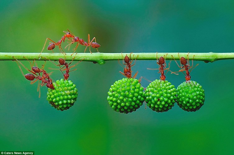 Loài kiến đỏ là một trong những động vật có khả năng làm việc nhóm tốt nhất giúp chúng đạt được hiệu quả công việc cực cao.