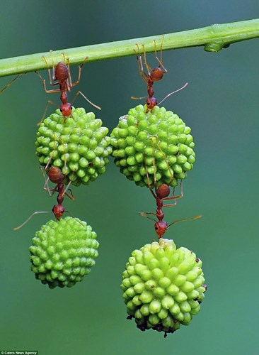 Sức mạnh 'siêu nhân' của kiến đỏ.