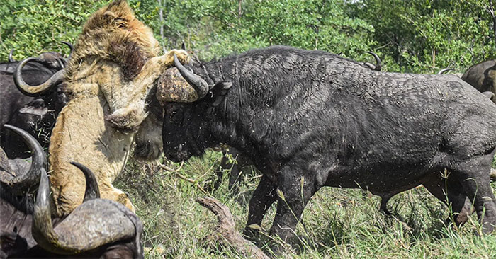 Trâu rừng tấn công sử tử
