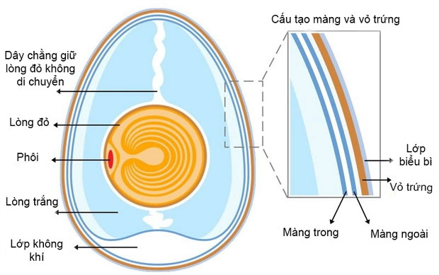 Cấu tạo một quả trứng.