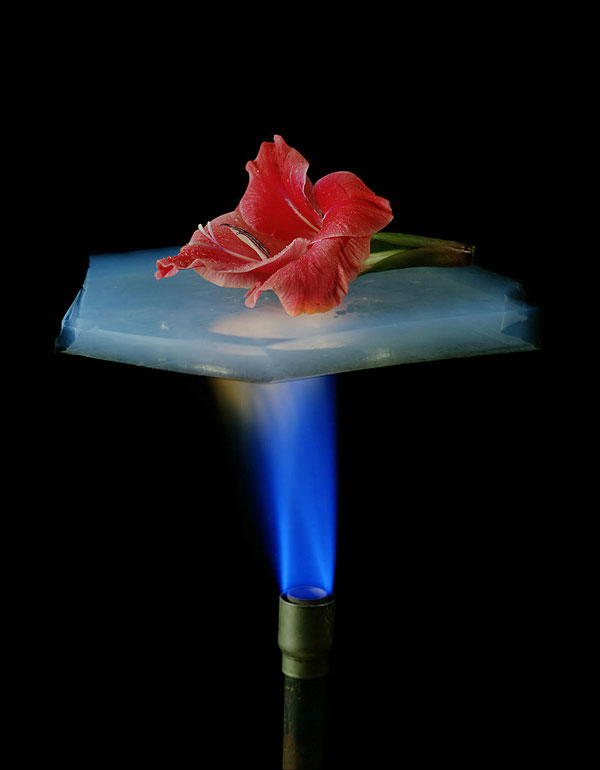 Một lớp aerogel bảo vệ bông hoa khỏi nhiệt độ của ngọn lửa.