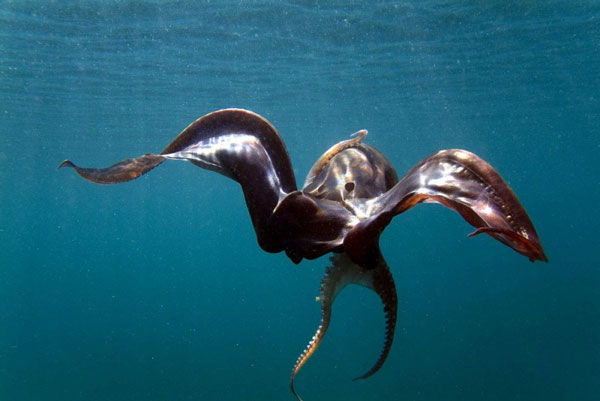 Tremoctopus có tới ba trái tim