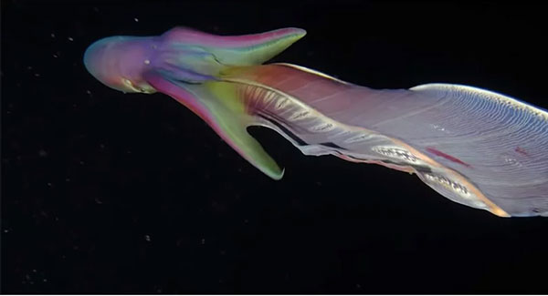 Mỗi lần mang thai con cái có thể đẻ đến 10.000 trứng