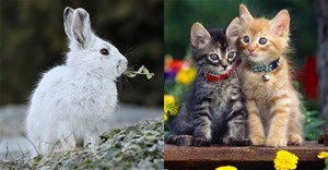 Vì sao năm Mão của Việt Nam là mèo, còn Trung Quốc, Hàn Quốc là thỏ?