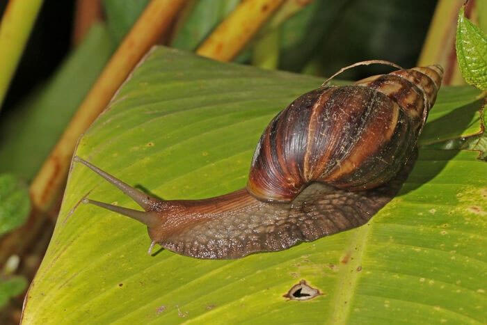 Ốc sên hoa (Achatina fulica) dài 15-22 cm, sinh sống chủ yếu ở Đông Phi. Loài ốc sên to lớn này được du nhập vào các vùng khí hậu ấm và trở thành một sinh vật xâm lấn có hại ở nhiều nơi.