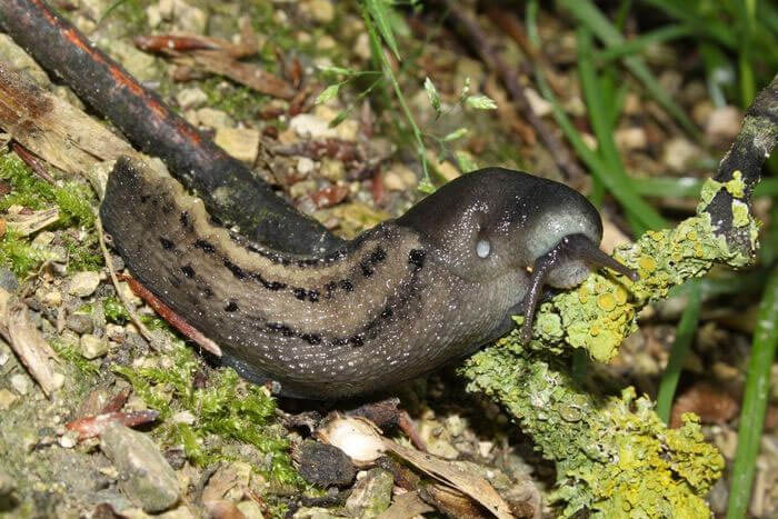 Sên xám tro (Limax cinereoniger) dài 10-30 cm, có gờ nổi trên lưng và vỏ trong nhỏ. Loài này sống trong các khu rừng châu Âu và có nhiều phân loài với màu sắc khác nhau.