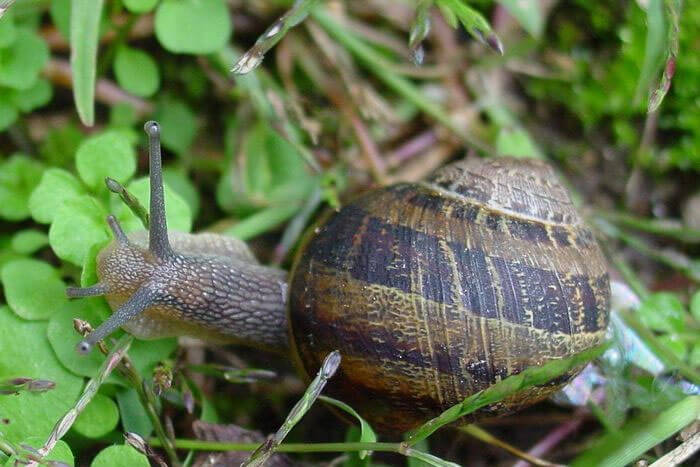 Ốc sên vườn châu Âu (Helix aspersa) dài 3-5 cm, có vỏ nhăn, hoa văn khá đa dạng. Loài ốc này phân bố rộng ở châu Âu.