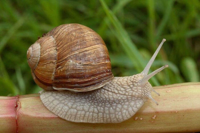 Ốc sên Burgundy (Helix pomatia) dài 3-5 cm, là loài ốc sên lớn nhất ở Trung Âu. Chúng được nuôi để làm nguyên liệu cho món escargot nổi tiếng của Pháp.