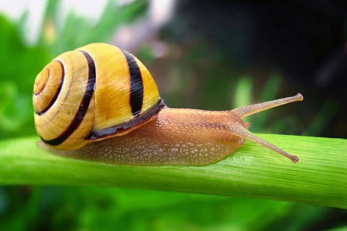 Ốc sên môi nâu (Cepaea nemoralis) dài 2-3 cm, với vỏ có các kiểu vân hình dải và màu sắc đa dạng giúp chúng có thể ngụy trang trong những sinh cảnh khác nhau. Loài ốc sên này phân bố ở Tây Âu.