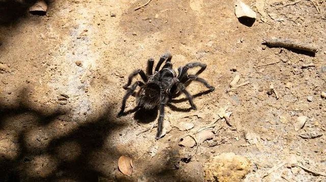 Nhện Tarantulas và những con ếch sống cộng sinh với nhau. 