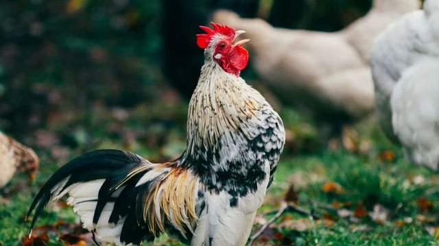 Gà trống tự làm bản thân điếc tạm thời